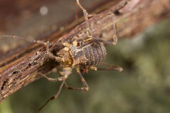 Media type: image;   Invertebrate Zoology 49771